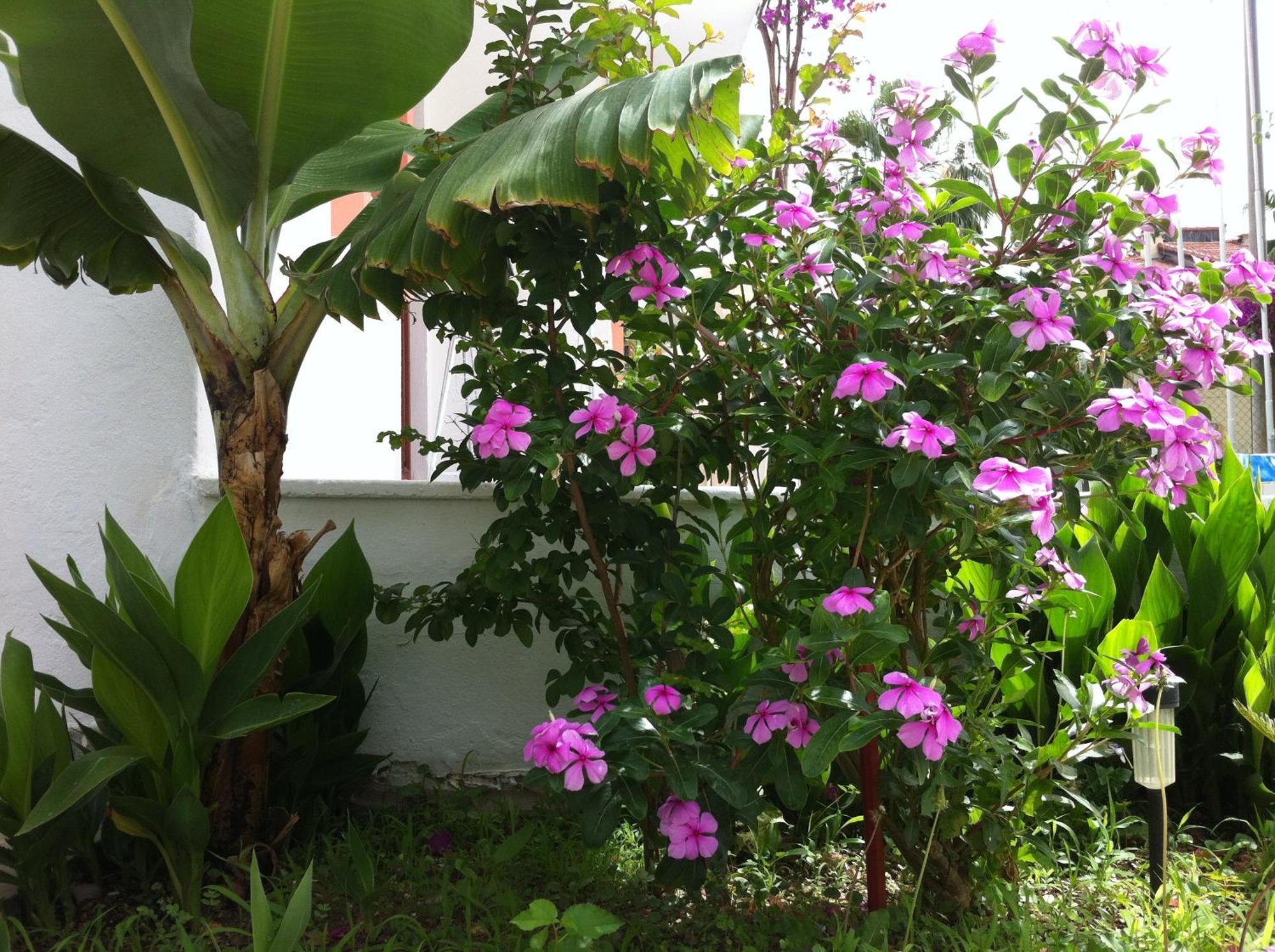 Flower Villa Apart Kemer Exterior foto